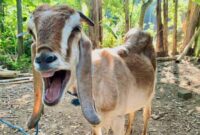 close-up of a brown goat posing from the front