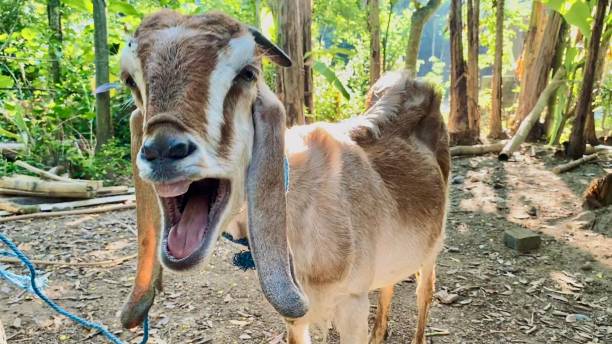 close-up of a brown goat posing from the front